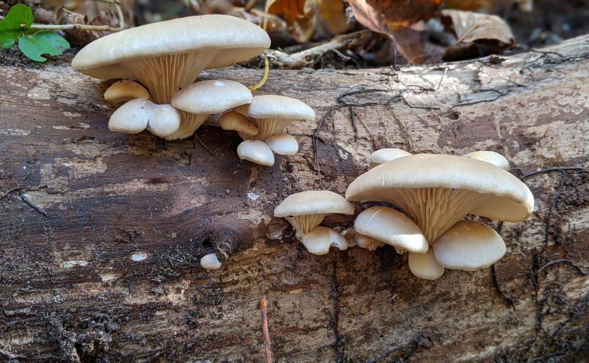mushroom photo by Thomas Roehl