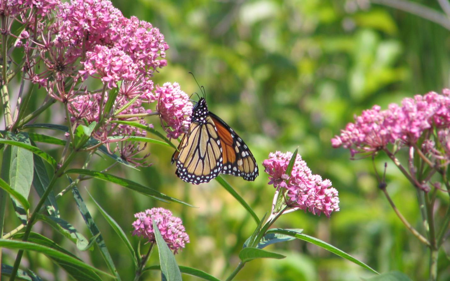 Monarch on milkweed flower.