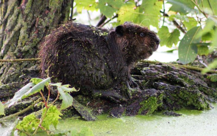 American beaver near La Crosse River by Amy Vach, 2023.