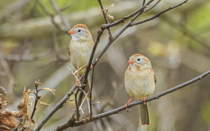 field sparrows at Plum Creek Conservation Area