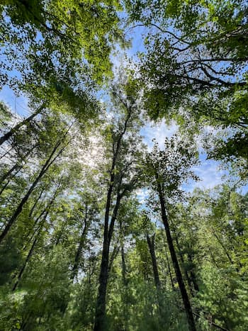 tree canopy with conservation easement