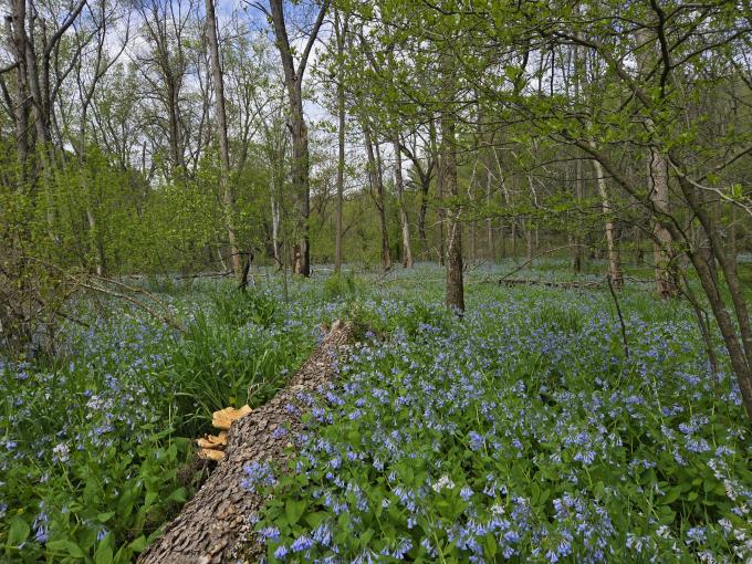 Native Virginia bluebells blanket the floodplain along the Kickapoo River. Photo by Abbie Church.