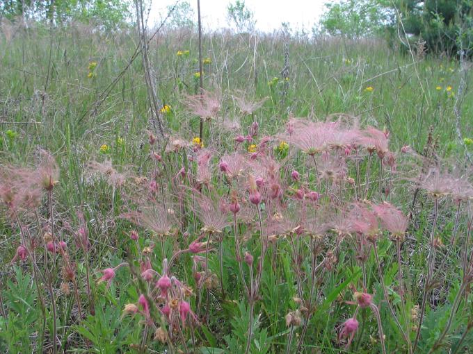 prairie smoke