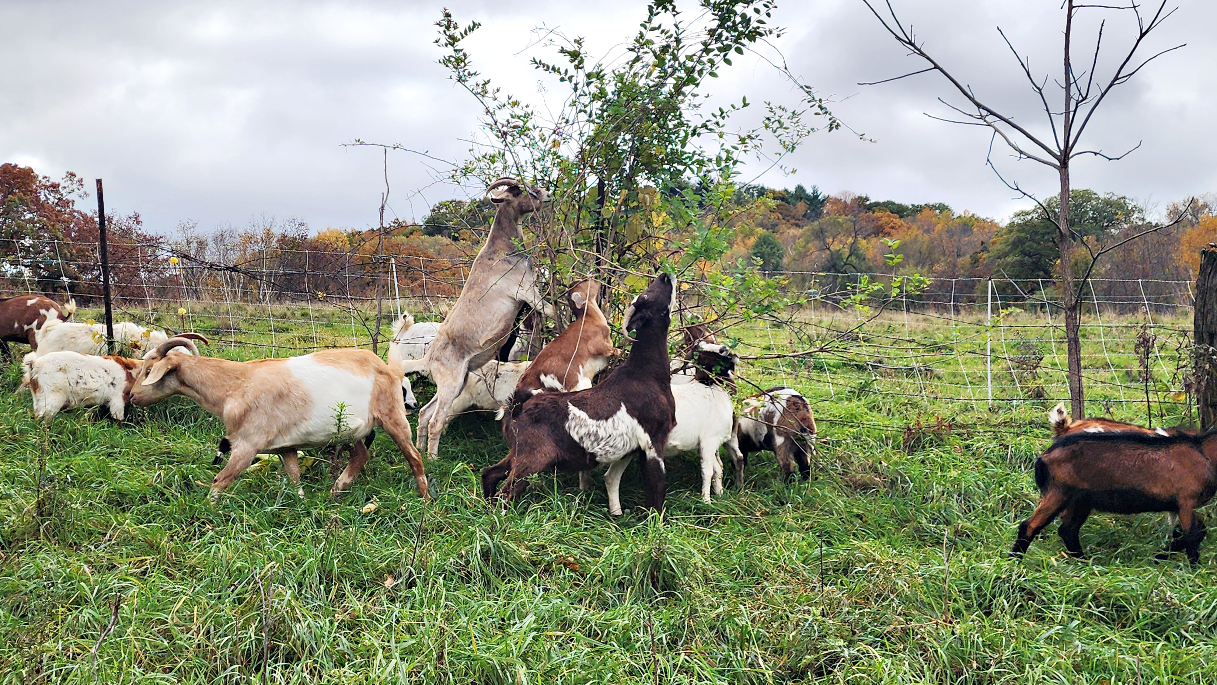 goats