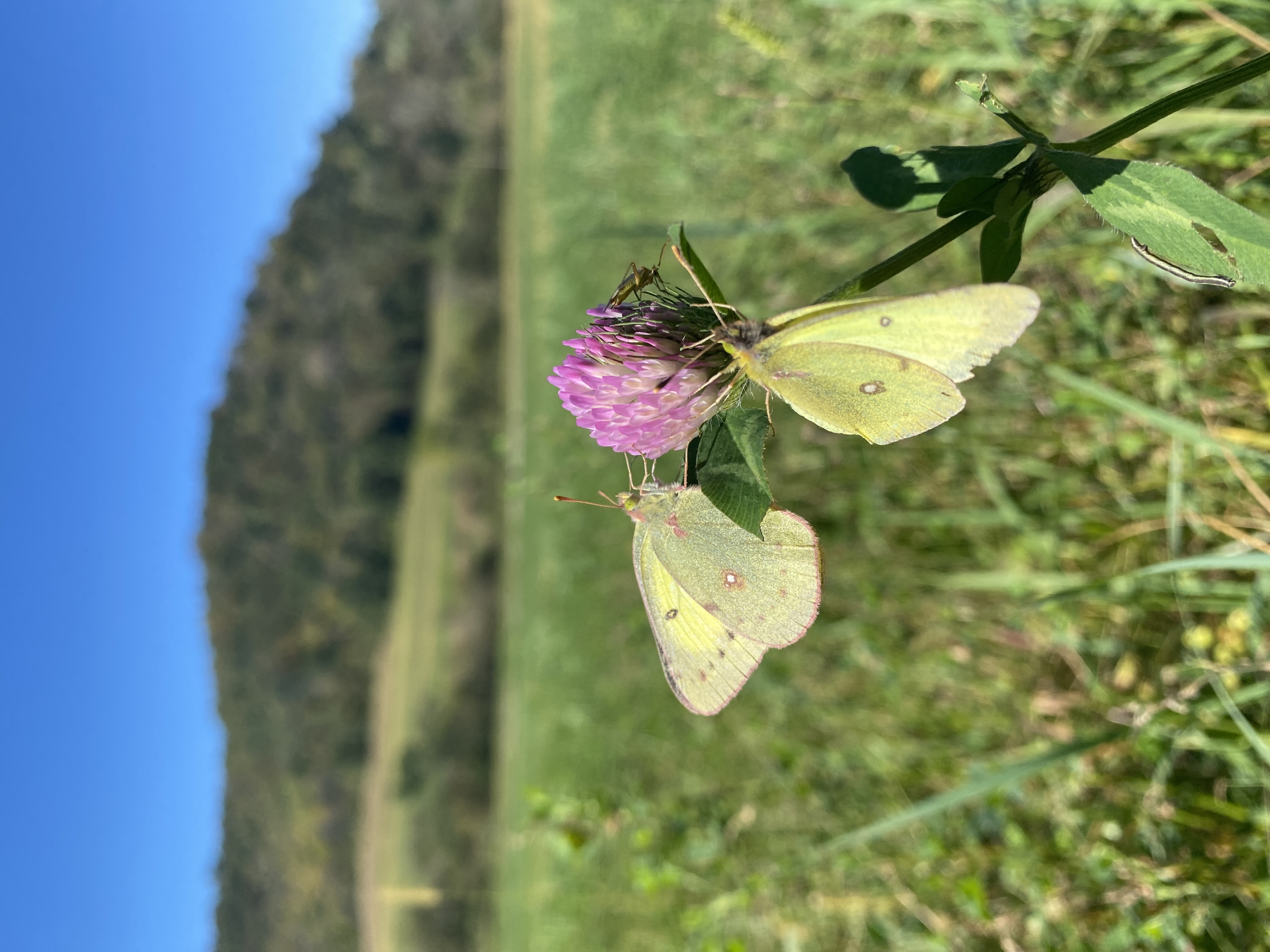sulfur butterfly