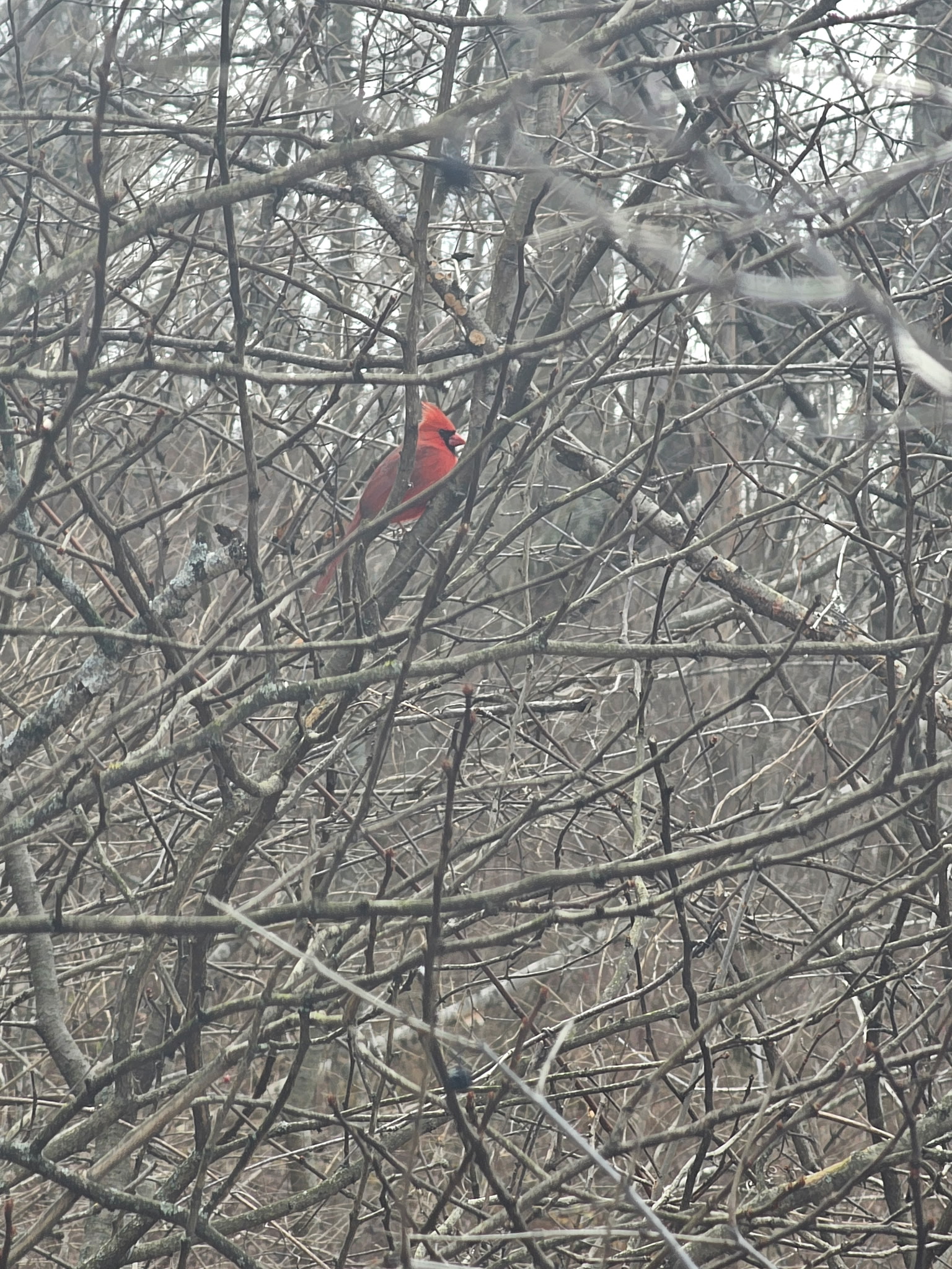 cardinal