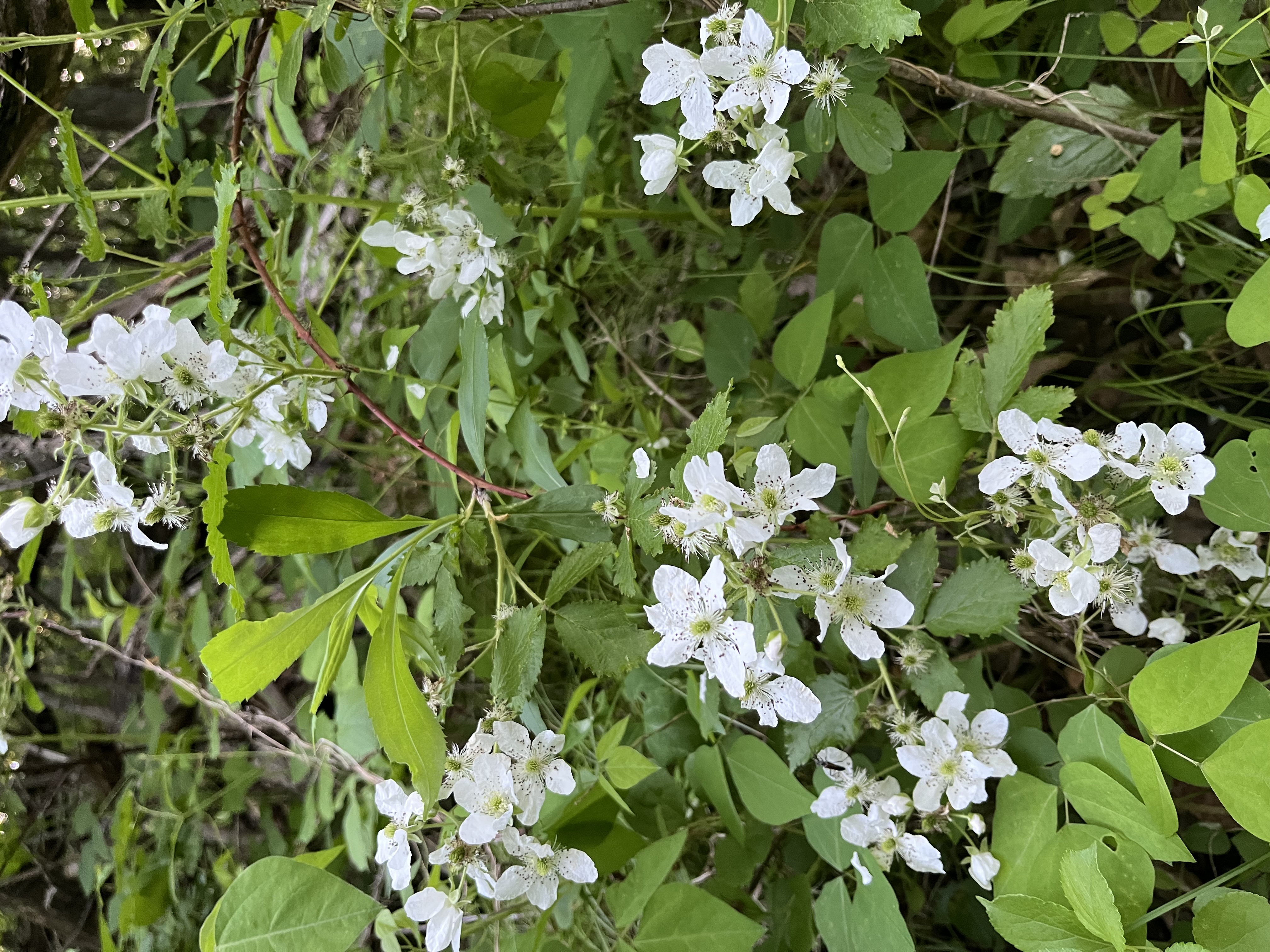 flowers
