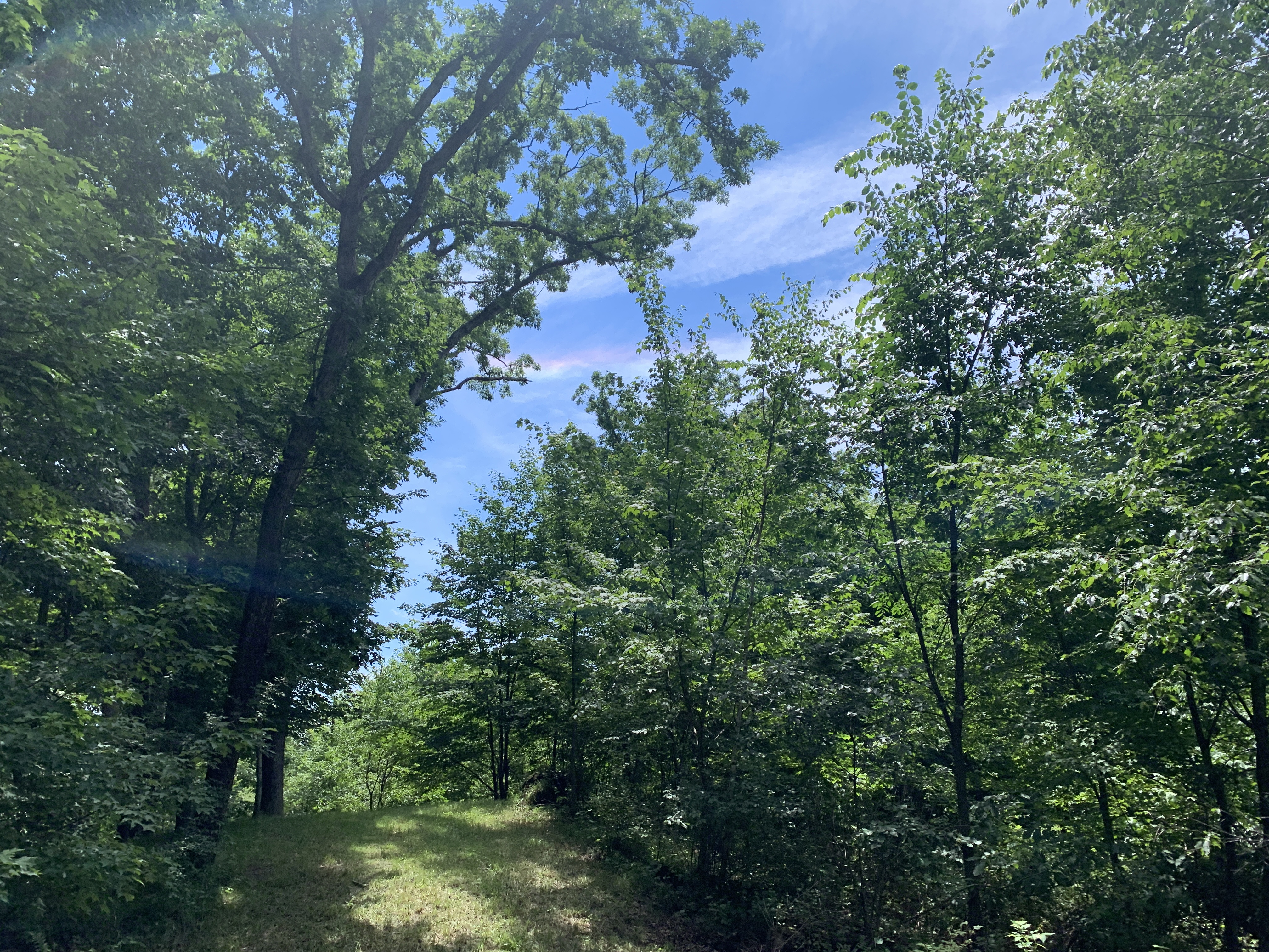 canopy