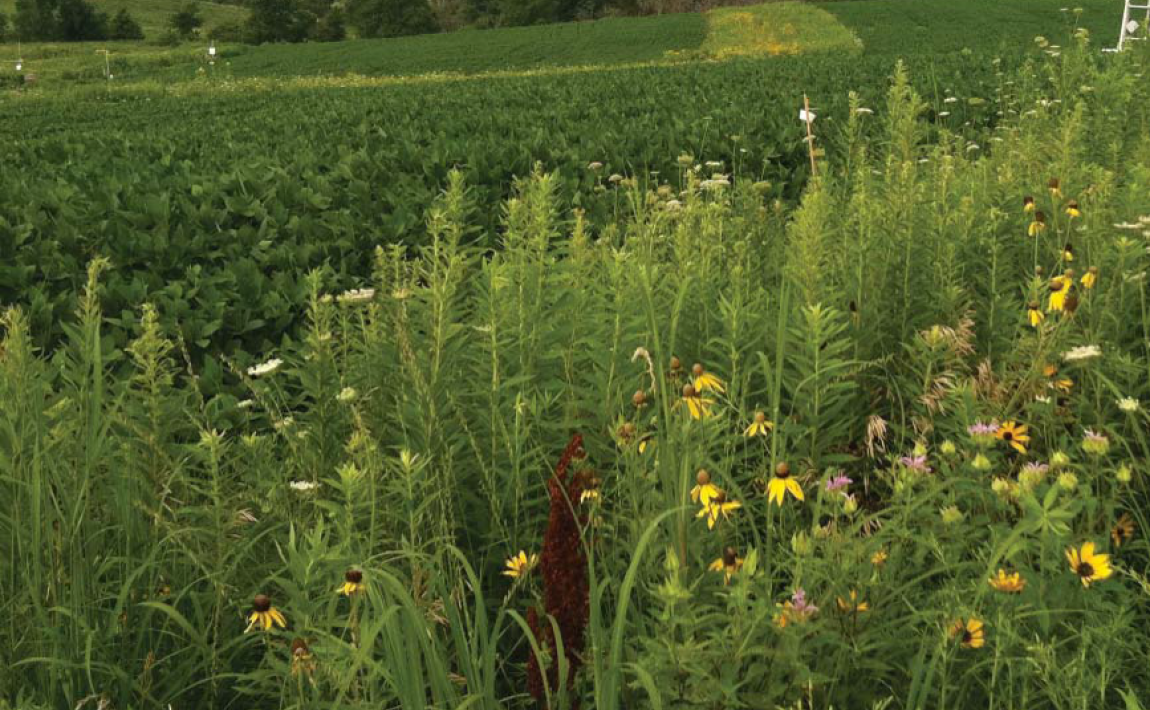 Prairie strips