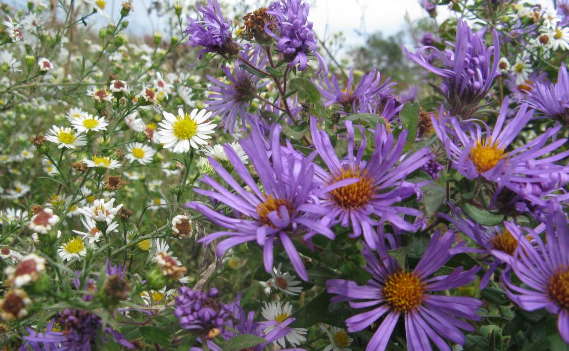 Borah Creek Prairie wildflowers