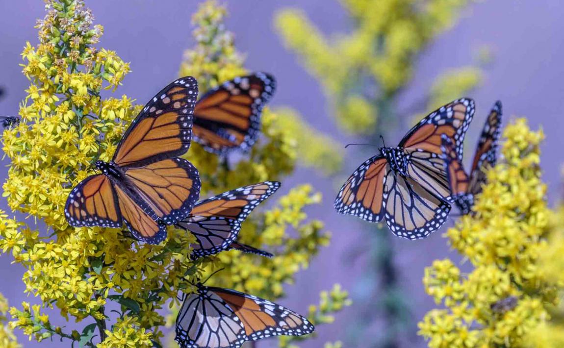 monarch butterflies