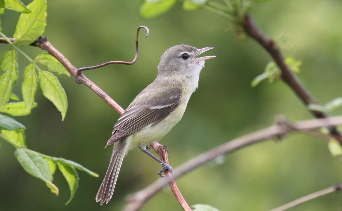 photo of Bell's vireo