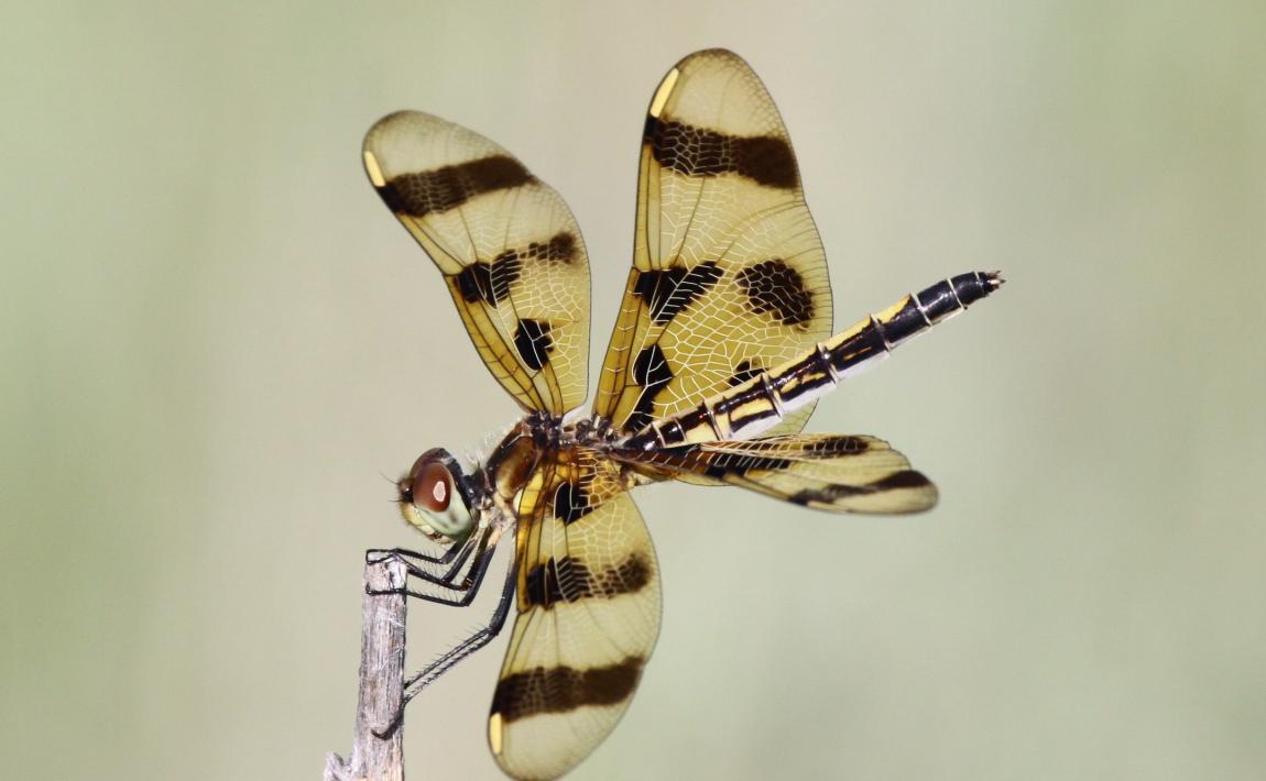 Halloween Pennant by Dan Jackson