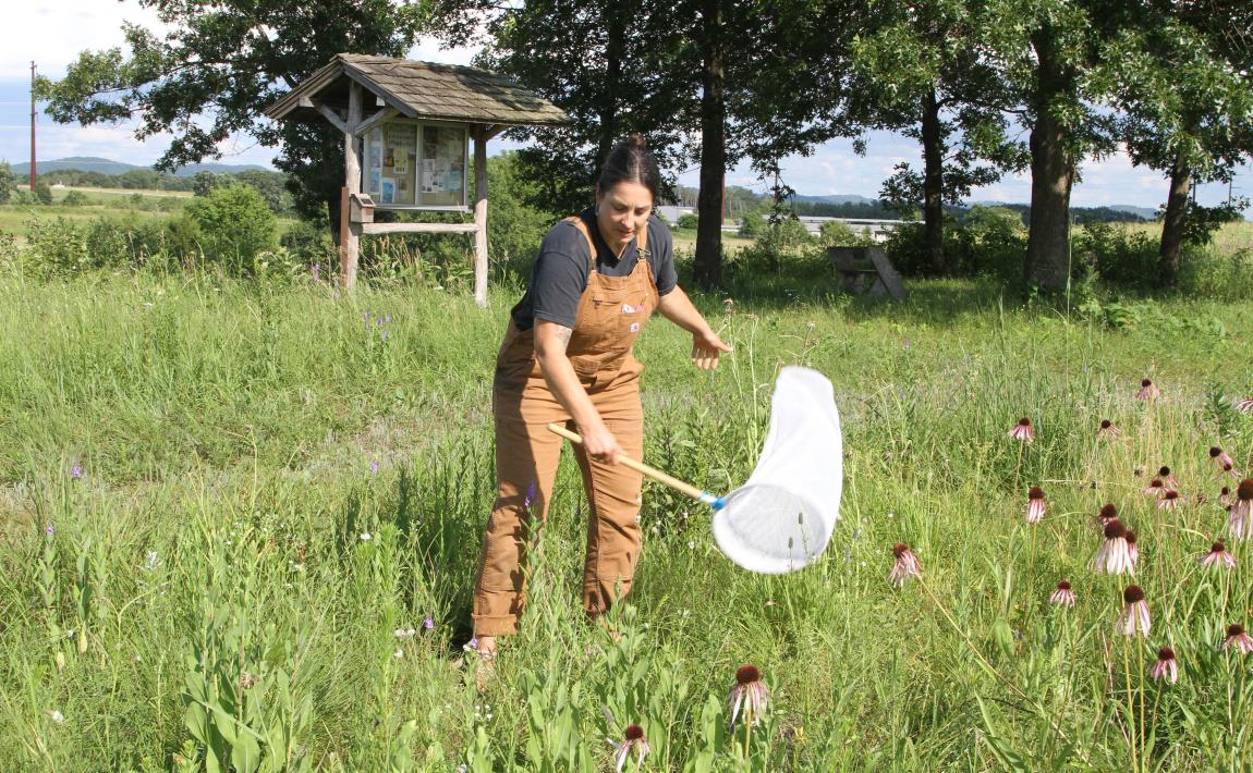 Danielle Hudson samples native bee populations