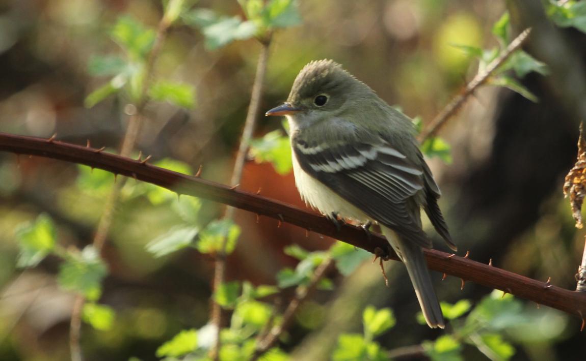 Acadian flycatcher