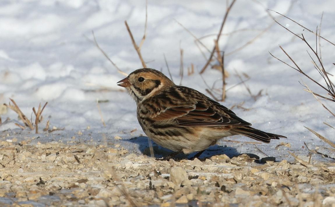 Lapland longspur