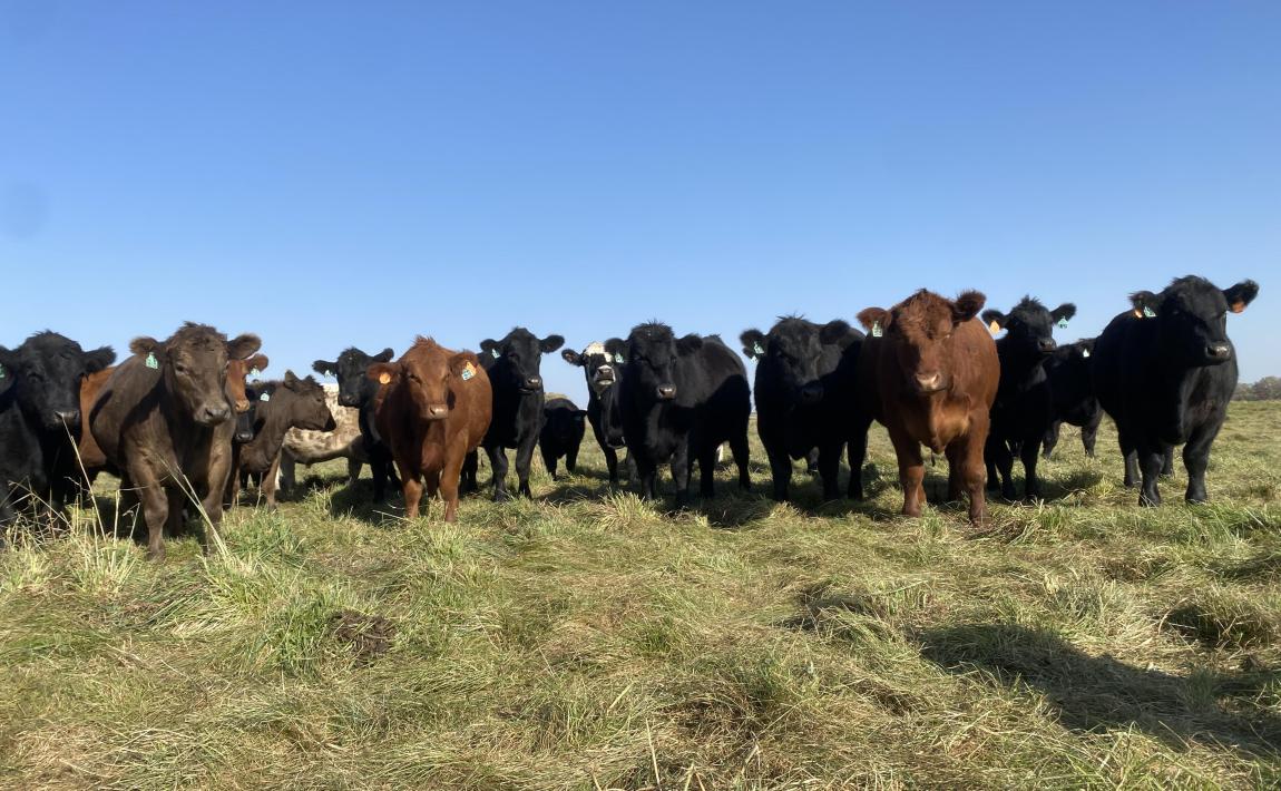 cattle