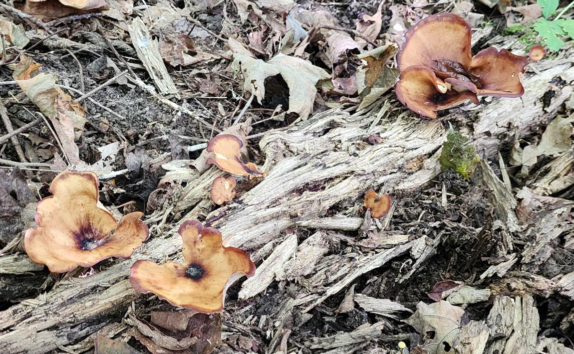 mushrooms