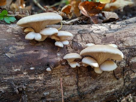 mushroom photo by Thomas Roehl