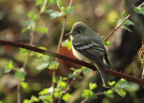Acadian flycatcher