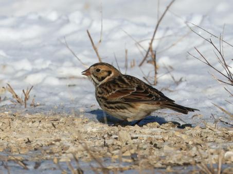 Lapland longspur