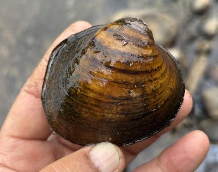 mussel