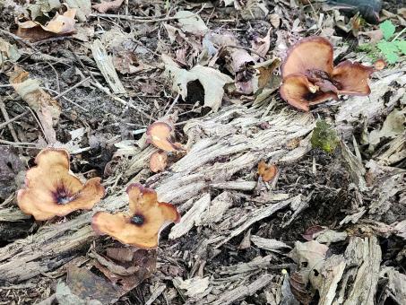 mushrooms