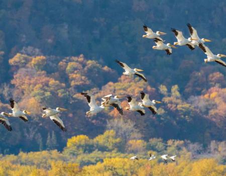 fall migration