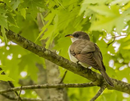 yellow-billed cuckoo