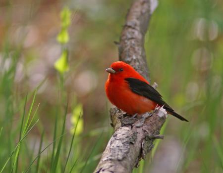 Scarlet tanager photo by A.B. Sheldon