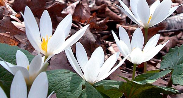 bloodroot