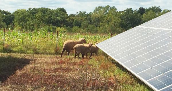 solar installation with grazing