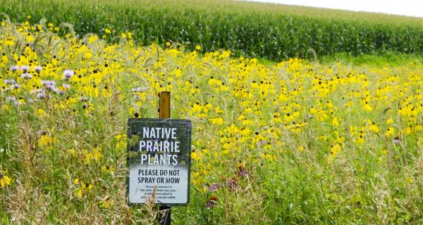 prairie strip edges cornfield