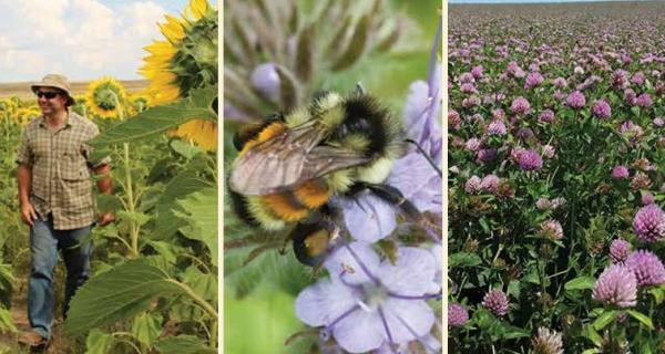 Grow cover crops for soil health and to help pollinators