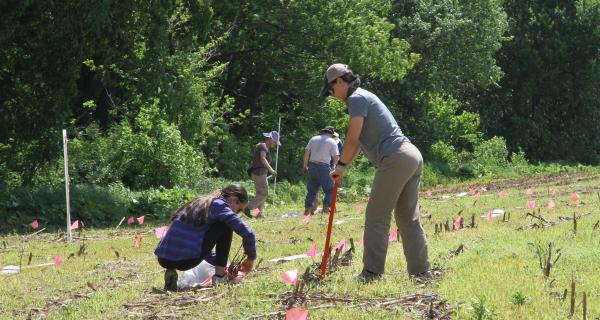 planting trees