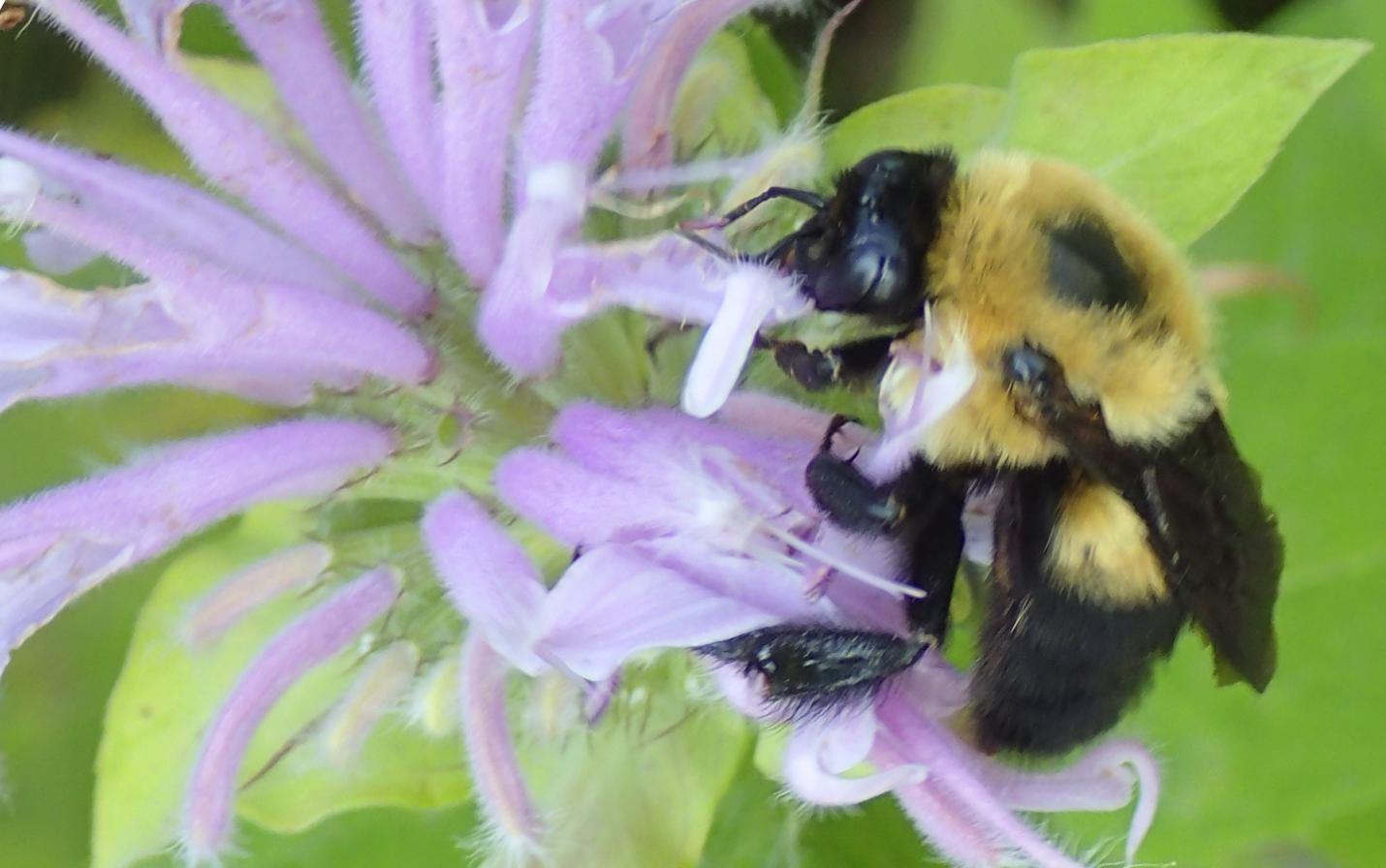 bee on monarda photo – copyright Tom Rhorer