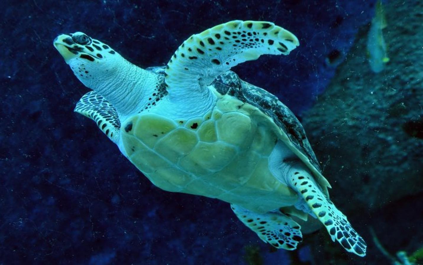 sea turtle image from original publication