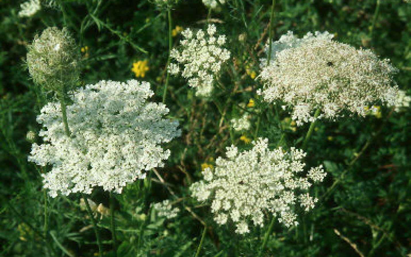 Queen Anne's Lace Flowers