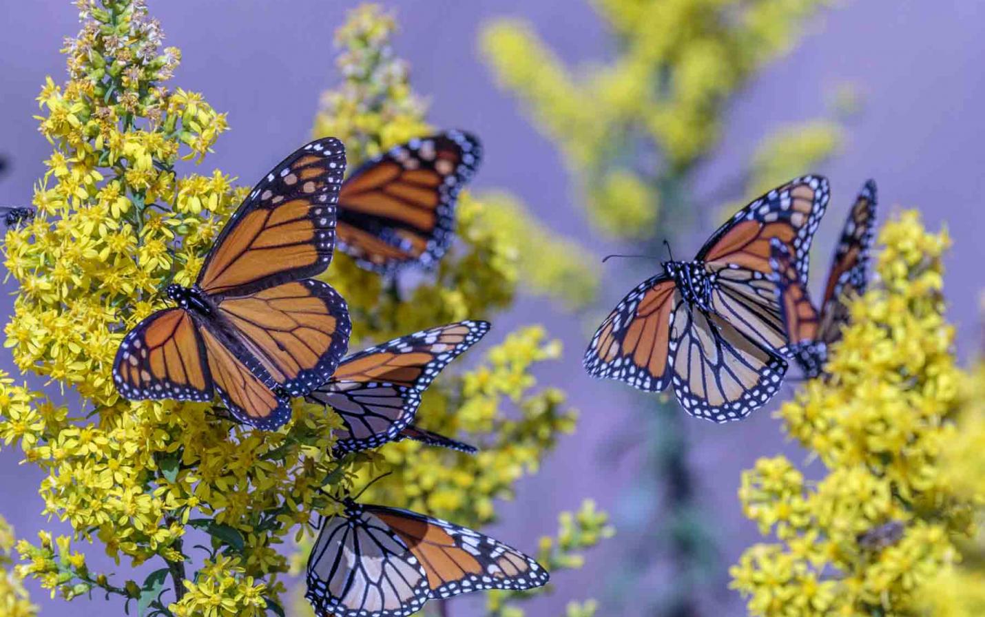 Monarchs on goldenrod