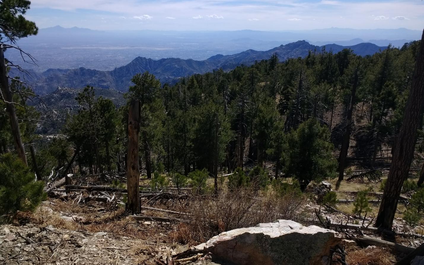 photo of Mt. Lemmon near Tucson, AZ