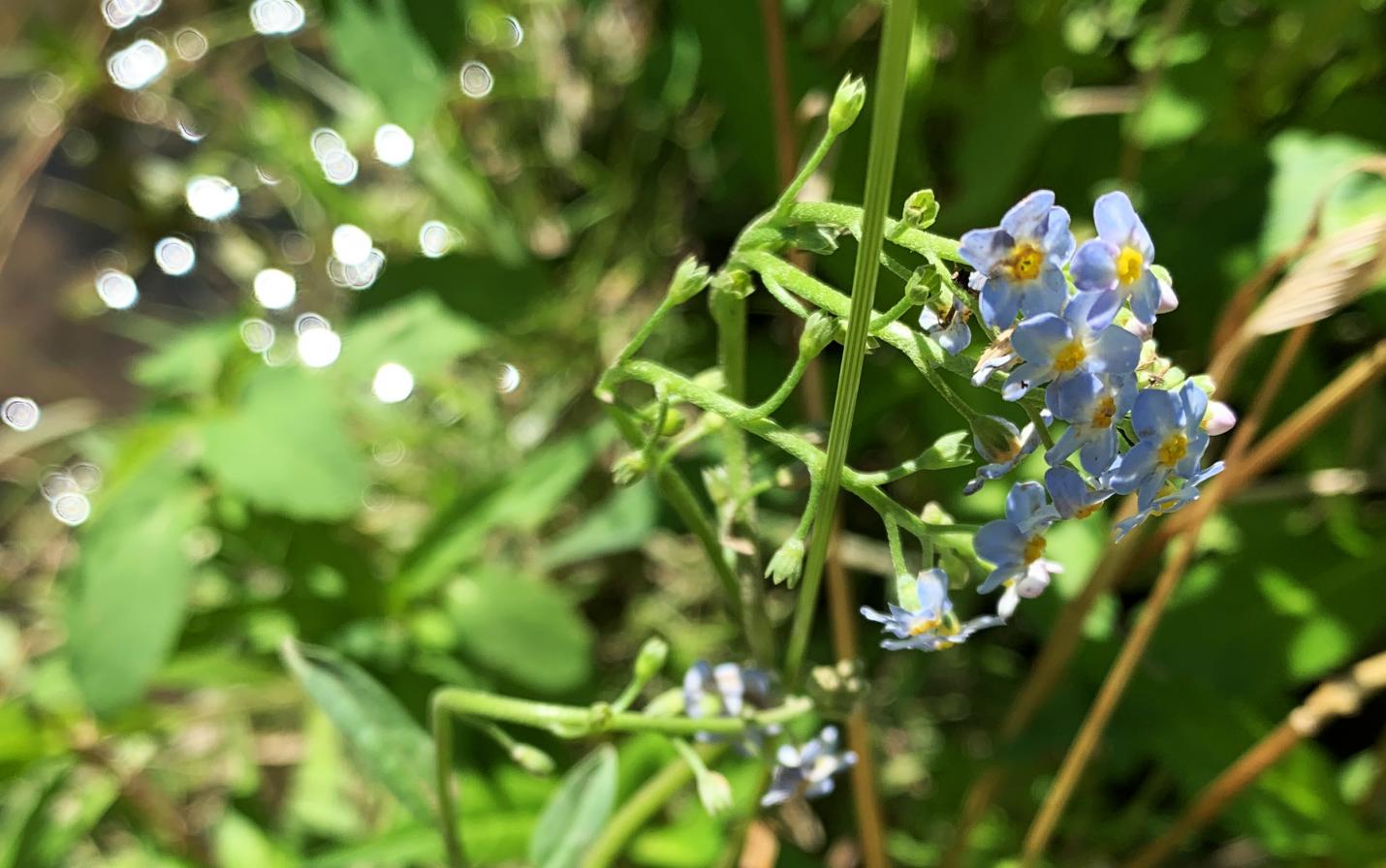 forget-me-not