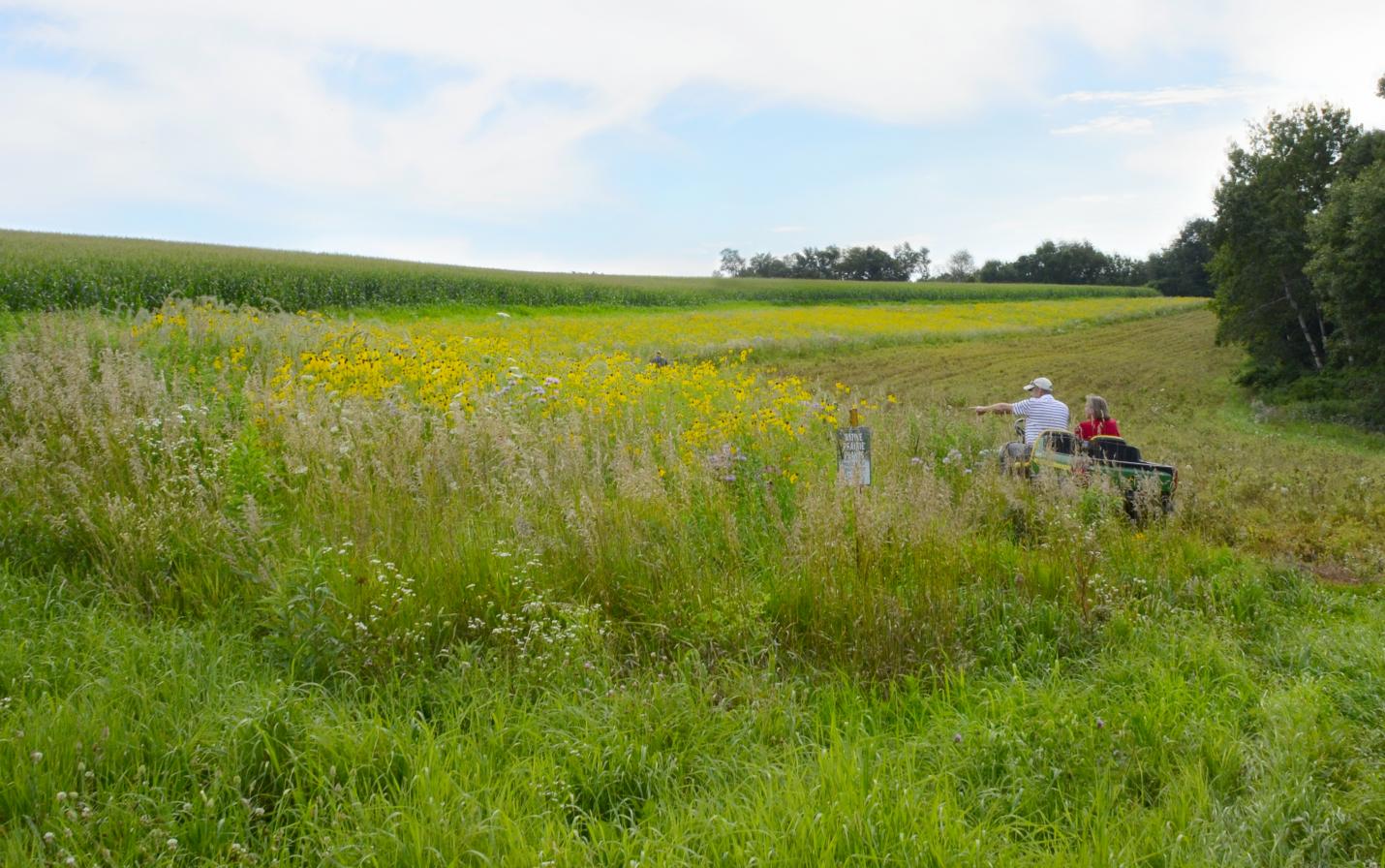 Prairie strips at Van Dyke farm