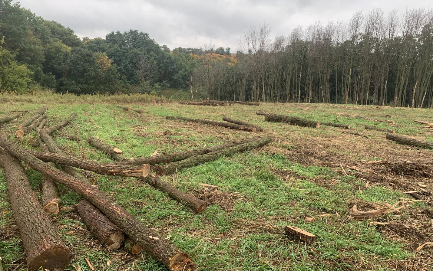 Black locust logs