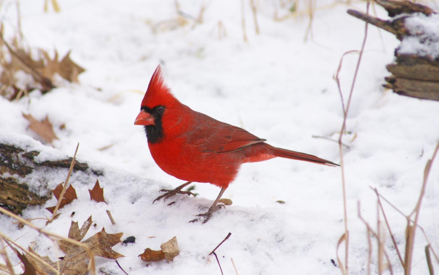 northern cardinal by A. B. Sheldon