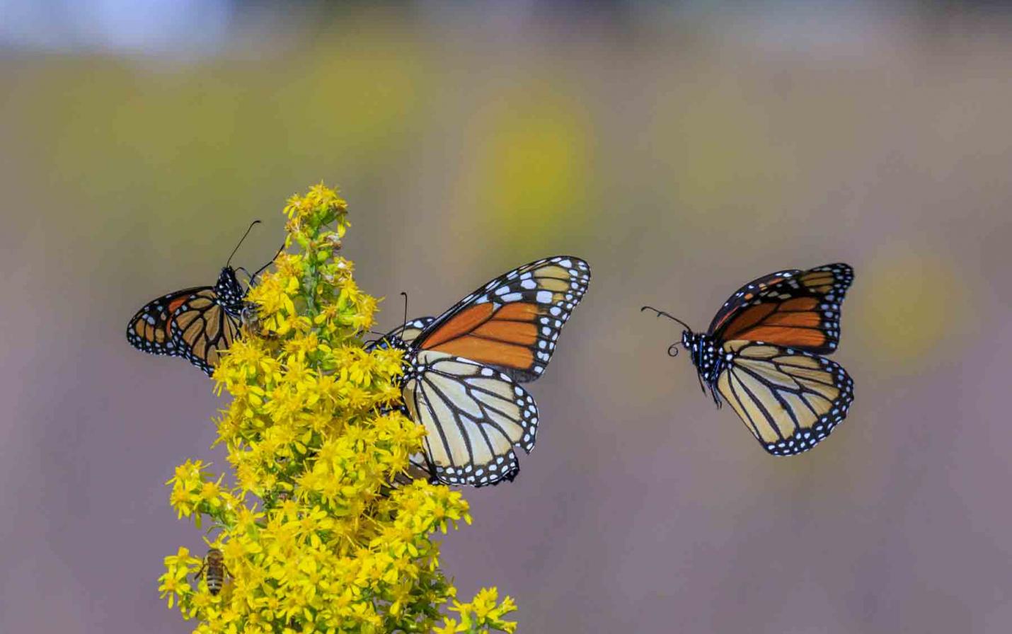 photo of monarch butterflies