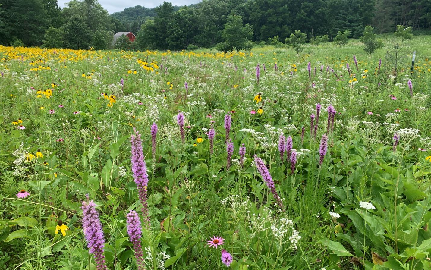 prairie reconstruction to protect water, biodiversity, and climate