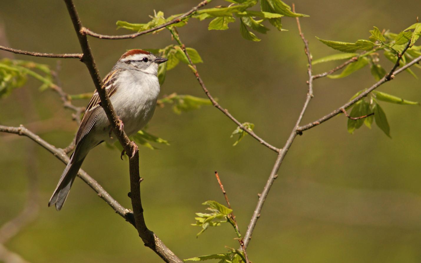 chipping sparrow