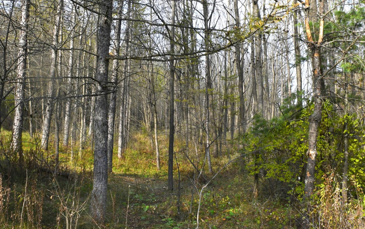 reforested farmland