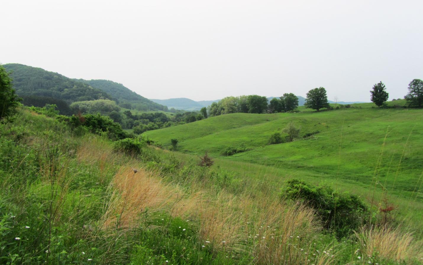 Tunnelville Cliffs is a 1,270-acre nature preserve in Vernon County, just outside of La Farge. It is owned and managed by the Conservancy. The preserve was acquired in two transactions. The first 150 acres were  purchased in 2005 and designated as a State Natural Area by the Wiscon- sin Department of Natural Resources in 2006. In 2009, a generous family  who owned adjacent land donated an adjoining 1,118 acres creating the preserve that we know today as Tunnelville Cliffs.