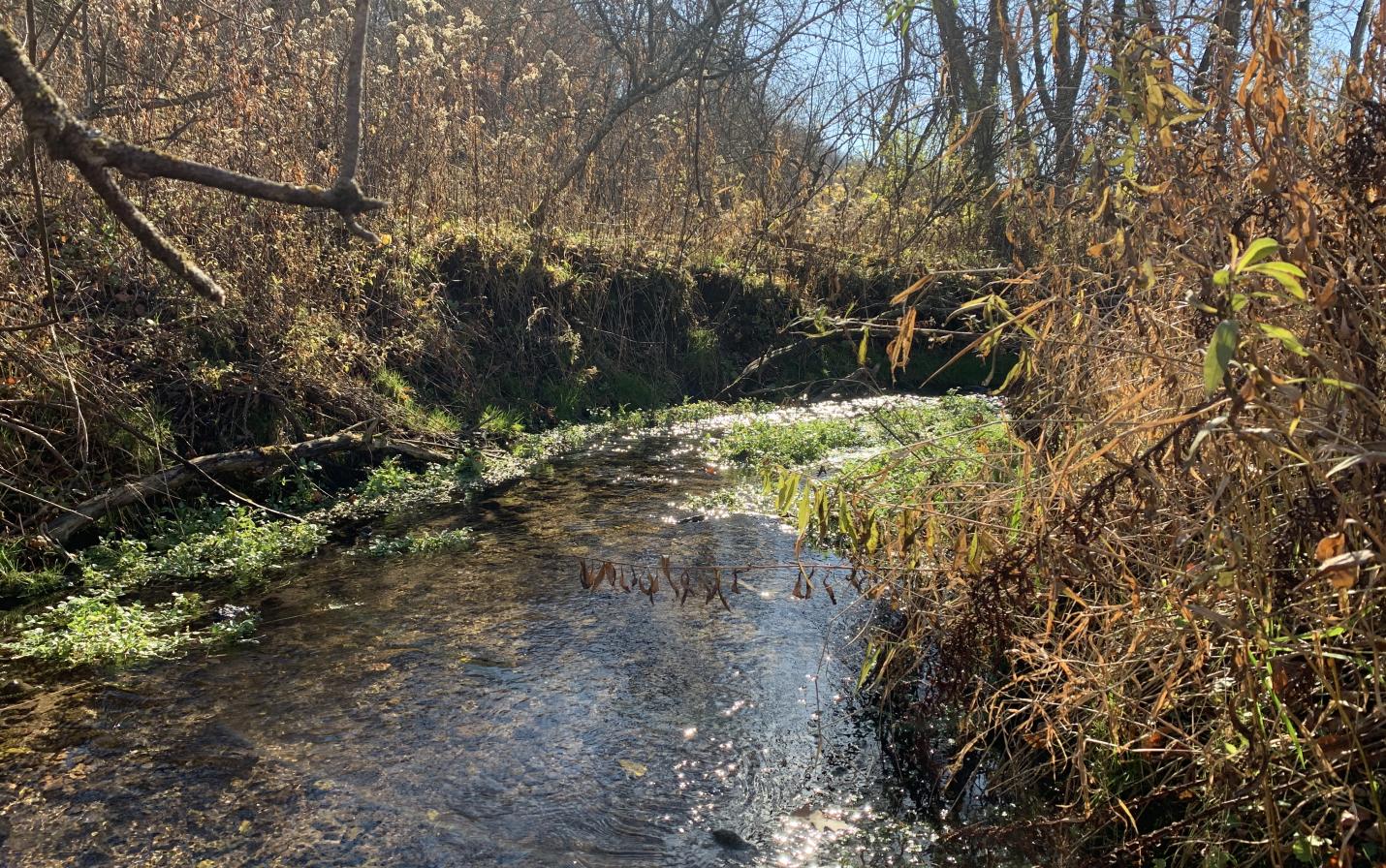 Hall Bottom Creek conserved by land protection